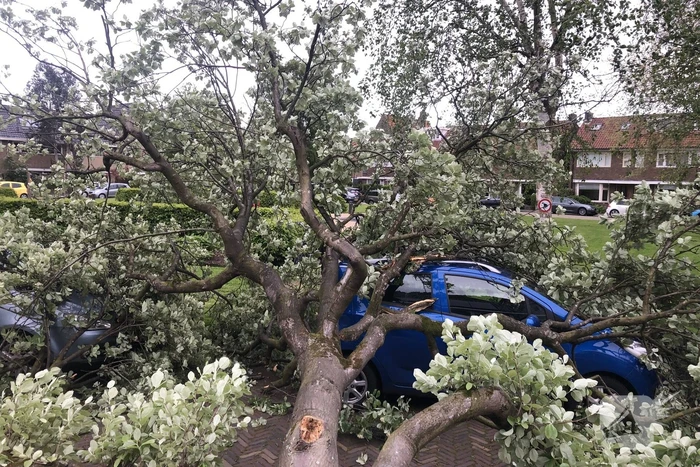 Boom waait om en valt op een auto