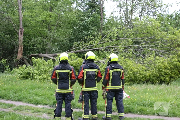 Brandweer zaagt gevaarlijke boom om