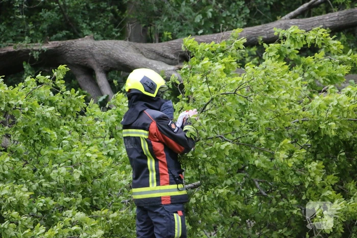 Brandweer zaagt gevaarlijke boom om