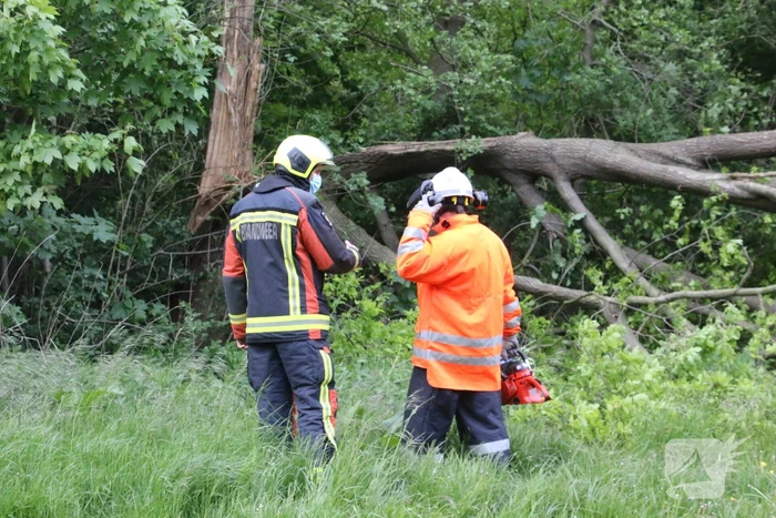 Brandweer zaagt gevaarlijke boom om