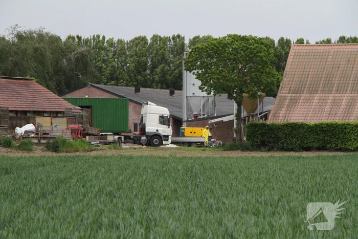 Ruiming na vaststelling vogelgriep