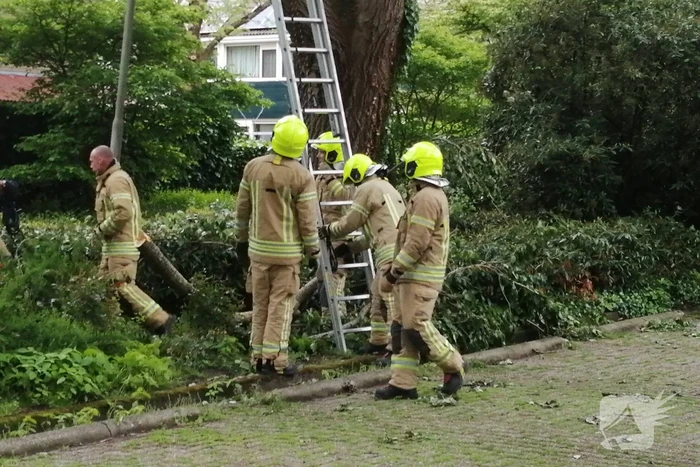 Brandweer haalt loshangende tak uit boom