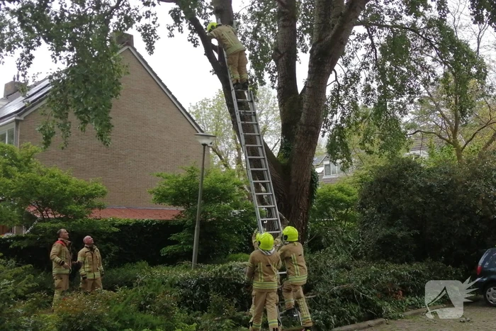Brandweer haalt loshangende tak uit boom