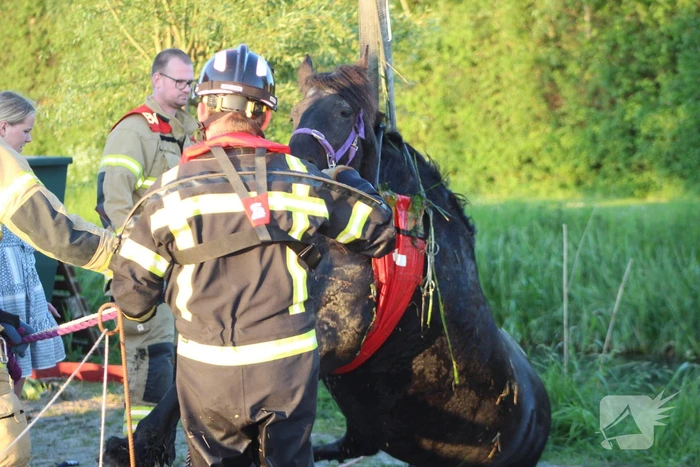 Brandweer redt paard uit de sloot
