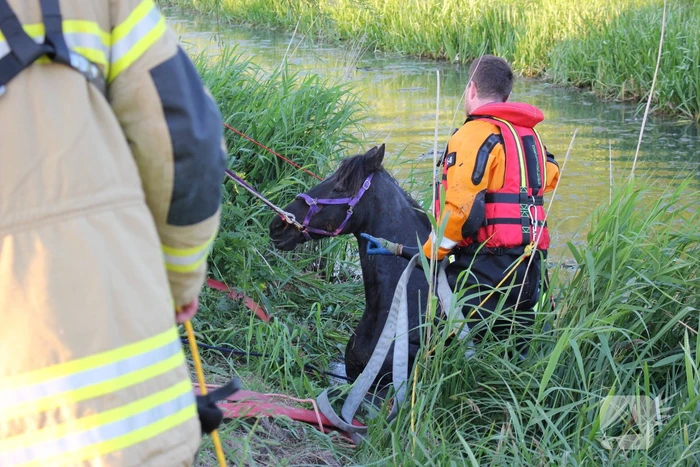 Brandweer redt paard uit de sloot