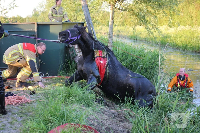 Brandweer redt paard uit de sloot