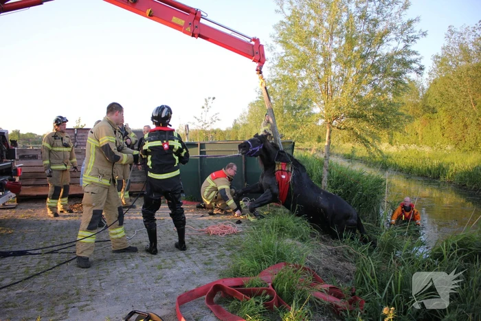 Brandweer redt paard uit de sloot