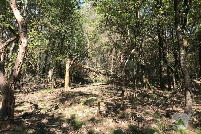 Brand in natuurgebied snel geblust