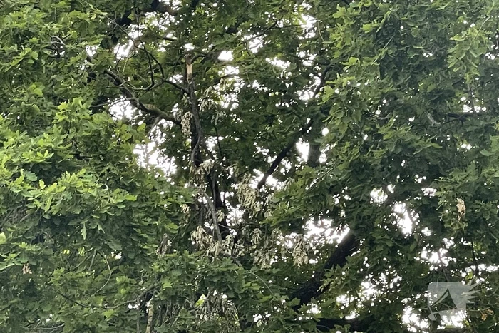 Brandweer zaagt loshangende tak los