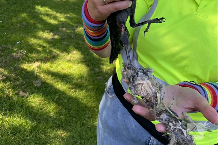 Kraai uit boom gered
