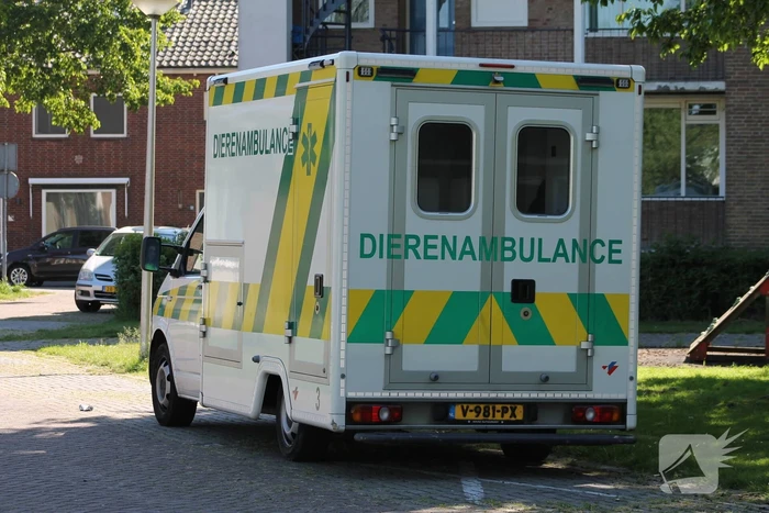 Kraai uit boom gered