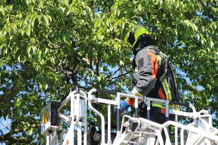 Kraai uit boom gered