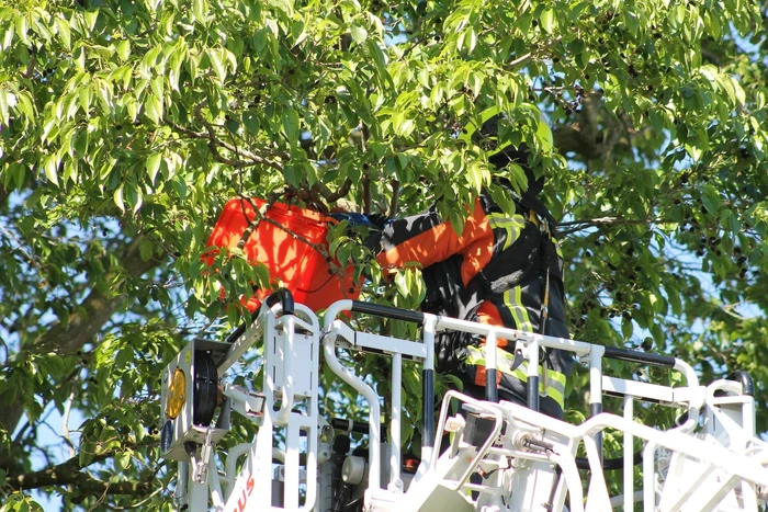 Kraai uit boom gered