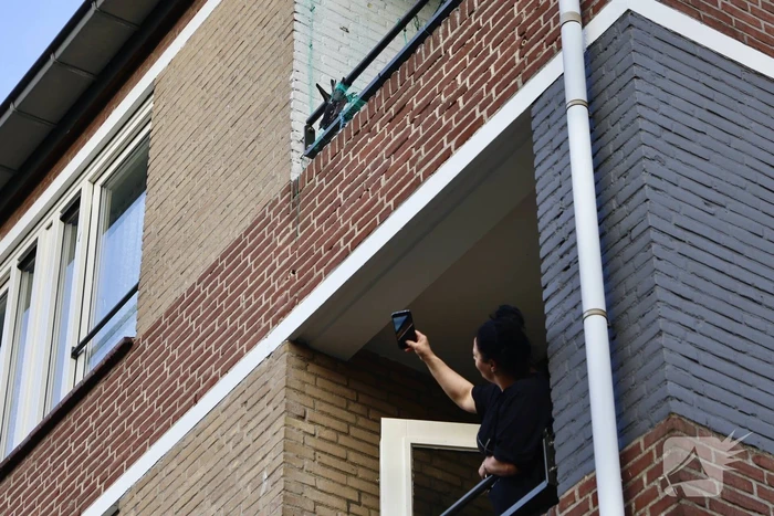 Brandweer haalt duif uit net