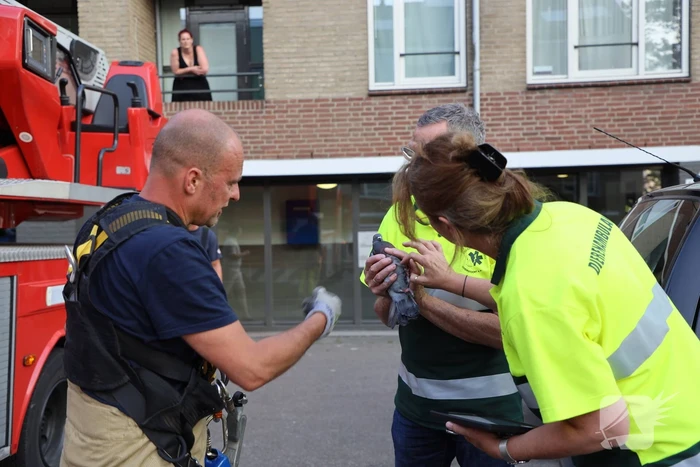 Brandweer haalt duif uit net