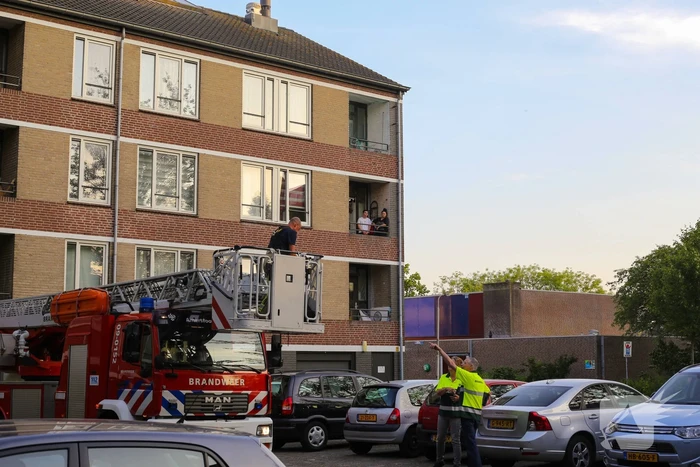 Brandweer haalt duif uit net
