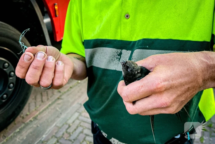 Vastzittende zwaluw gered door brandweer