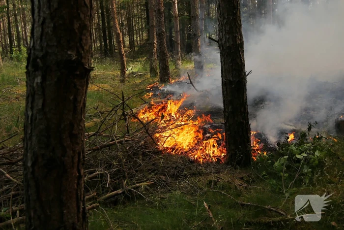 Flinke brand in bosgebeid