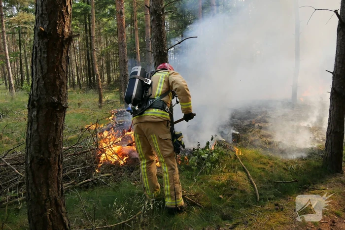 Flinke brand in bosgebeid