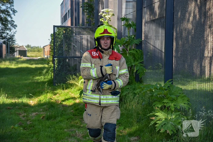 Brandweer bevrijdt eend uit hekwerk Stichting Antes