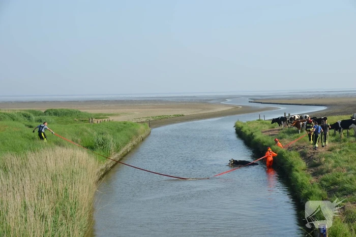 Koe zoekt verkoeling Kouwe Faart