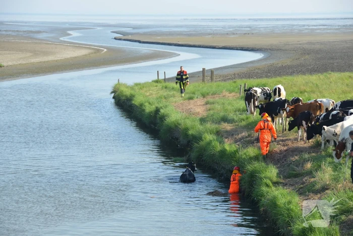 Koe zoekt verkoeling Kouwe Faart