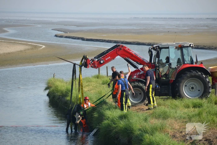 Koe zoekt verkoeling Kouwe Faart