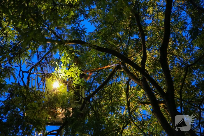 Brandweer verwijdert grote tak van boom