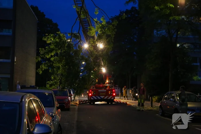 Brandweer verwijdert grote tak van boom