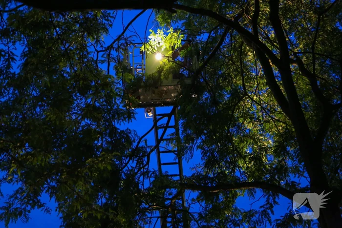 Brandweer verwijdert grote tak van boom
