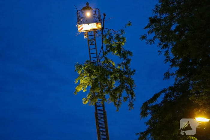 Brandweer verwijdert grote tak van boom