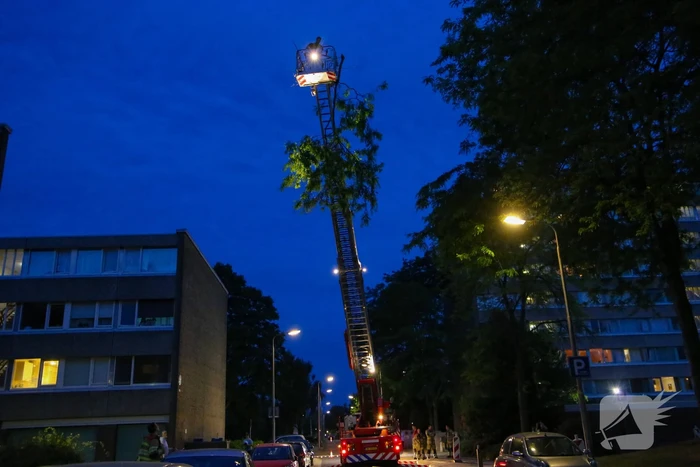 Brandweer verwijdert grote tak van boom