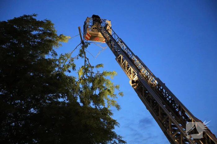 Brandweer verwijdert grote tak van boom