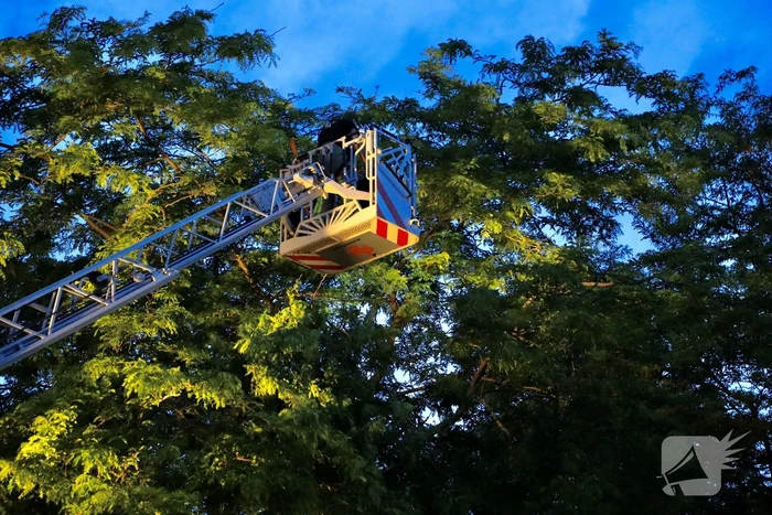 Brandweer verwijdert grote tak van boom