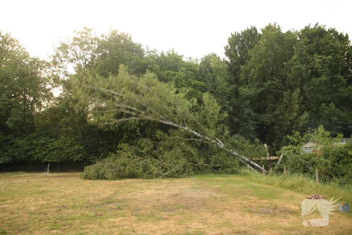 Brandweer verwijdert gevaarlijk staande boom