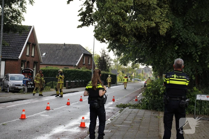 Takken afgebroken van boom door windvlaag