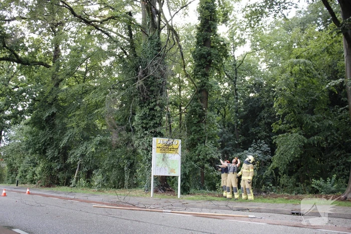 Takken afgebroken van boom door windvlaag