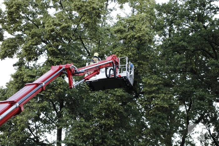 Takken afgebroken van boom door windvlaag