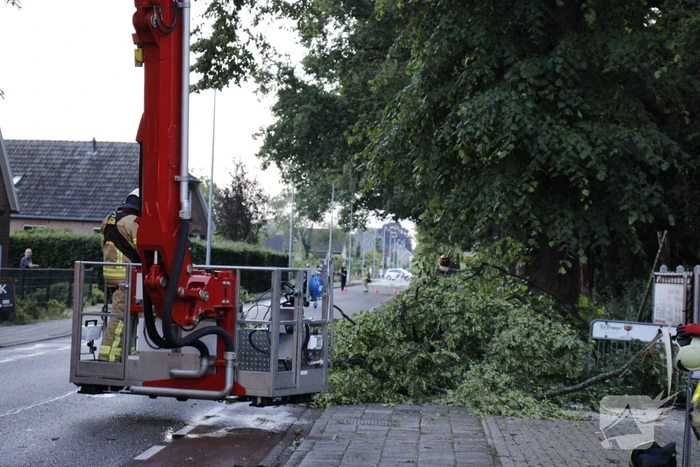 Takken afgebroken van boom door windvlaag