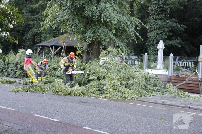 Takken afgebroken van boom door windvlaag
