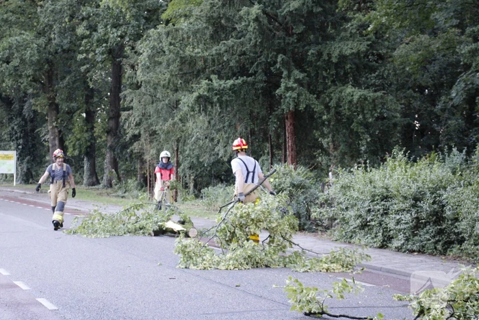 Takken afgebroken van boom door windvlaag