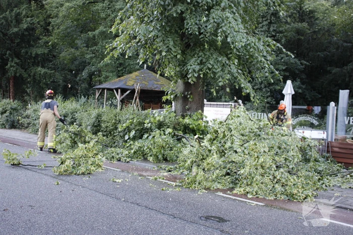Takken afgebroken van boom door windvlaag