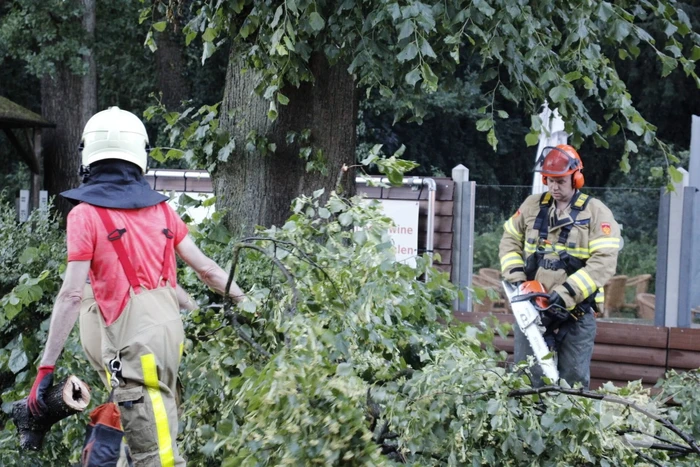 Takken afgebroken van boom door windvlaag