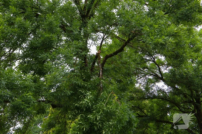 Brandweer verwijdert loshangende tak van boom