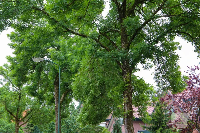 Brandweer verwijdert loshangende tak van boom