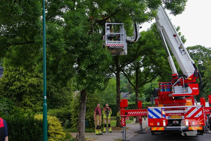 Brandweer verwijdert loshangende tak van boom