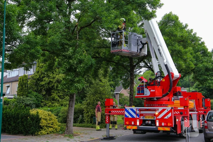 Brandweer verwijdert loshangende tak van boom
