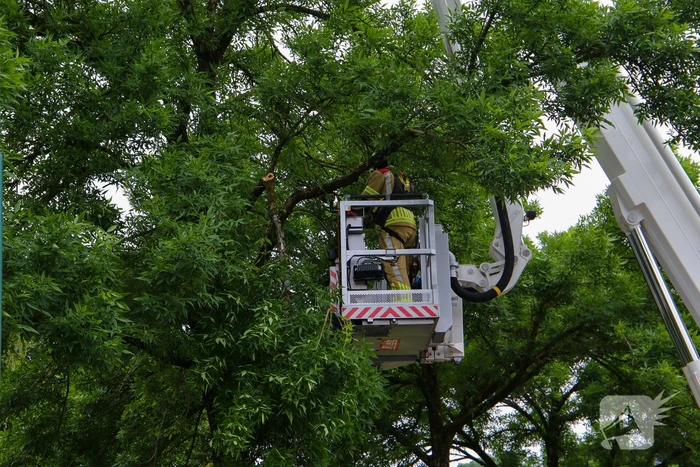 Brandweer verwijdert loshangende tak van boom