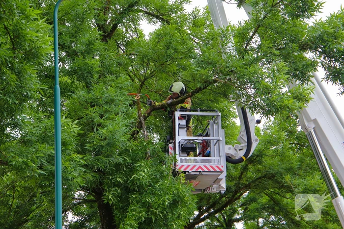Brandweer verwijdert loshangende tak van boom