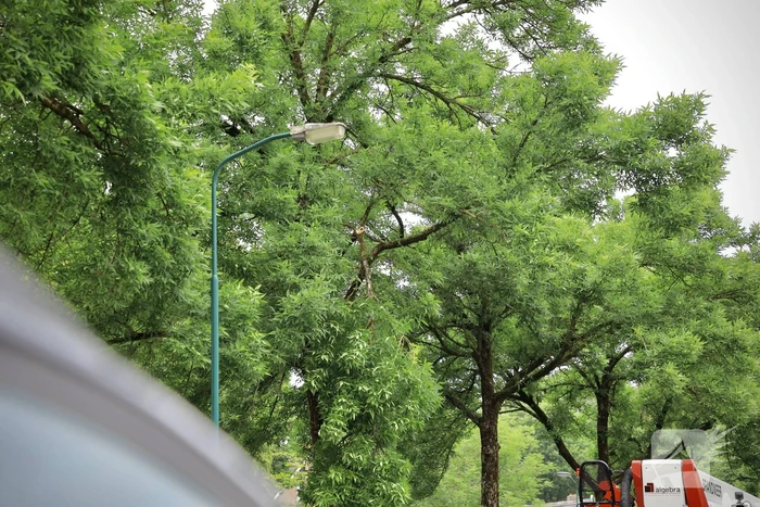 Brandweer verwijdert loshangende tak van boom